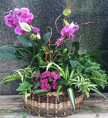 Healing Garden